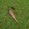 image:imageKVV Premium SingleProng FeatherInspired Divot Tool with Leather Lanyard  Perfect Golf Gift for GolfersWarm Copper